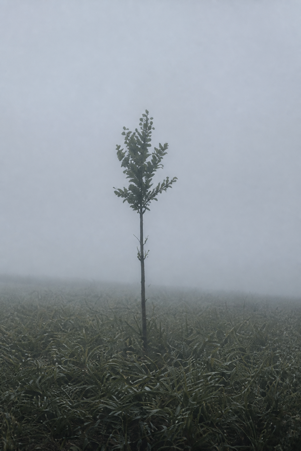 A young tree standing alone in a foggy field